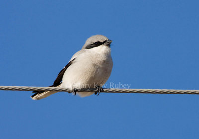 Loggerhead Shrike _I9I8333.jpg