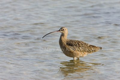 Long-billed Curlew _I9I4928.jpg