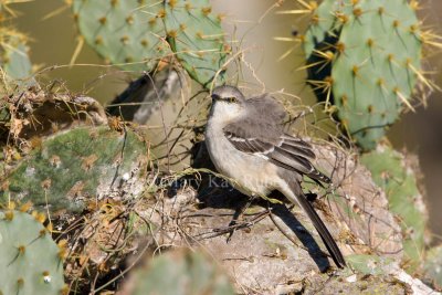 Northern Mockingbird _I9I8224.jpg