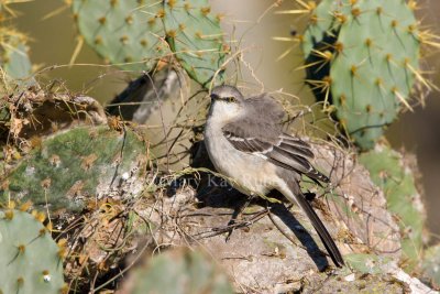 Northern Mockingbird _I9I8224.jpg