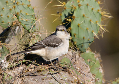 Northern Mockingbird _I9I8237.jpg