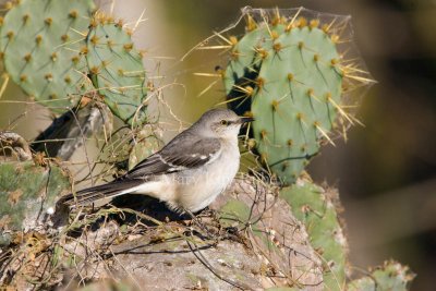 Northern Mockingbird _I9I8240.jpg