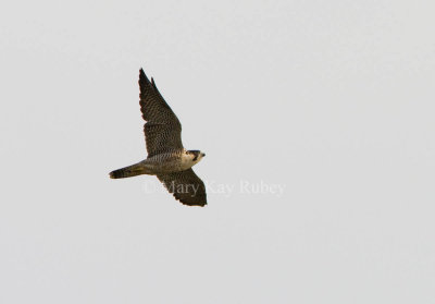 Peregrine Falcon _I9I7569.jpg (Falco peregrinus)