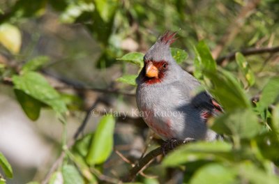 Pyrrhuloxia _11R7311.jpg