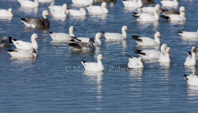 Ross's and Snow Goose _11R8531.jpg