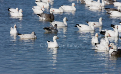 Ross's and Snow Goose _11R8532.jpg