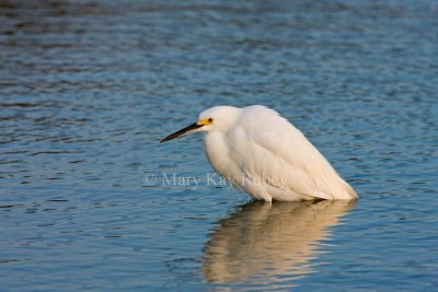 Snowy Egret _11R6370.jpg