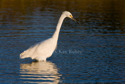 Snowy Egret _11R6390.jpg