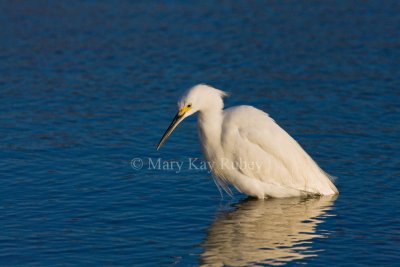 Snowy Egret _11R6403.jpg