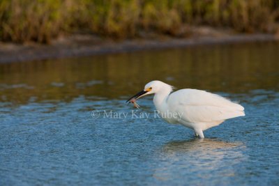 Snowy Egret _I9I4671.jpg