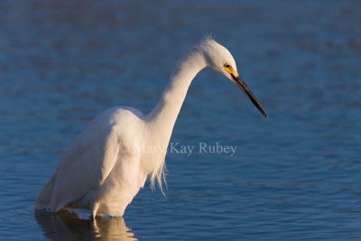 Snowy Egret _I9I4731.jpg