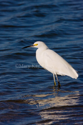 Snowy Egret _I9I6921.jpg