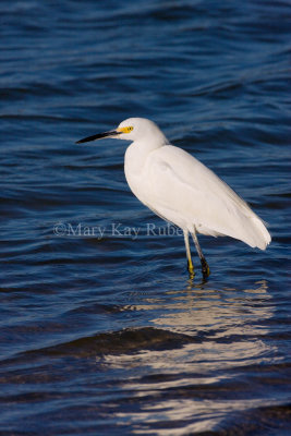 Snowy Egret _I9I6922.jpg