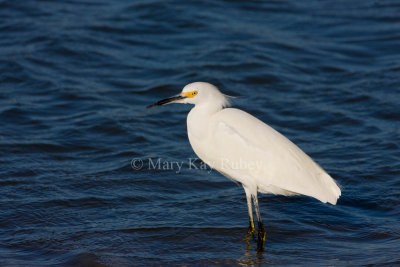 Snowy Egret _I9I6930.jpg