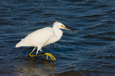 Snowy Egret _I9I6942.jpg