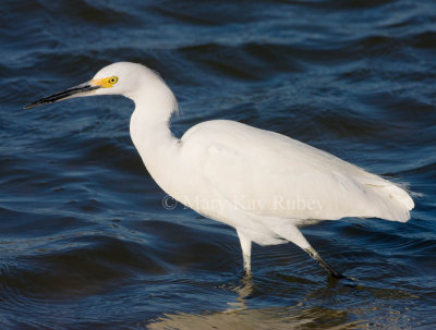 Snowy Egret _I9I6949.jpg