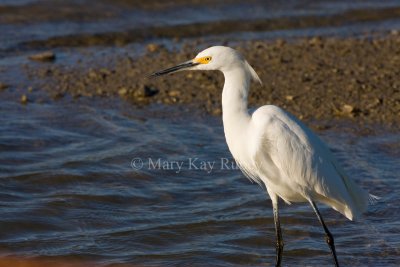 Snowy Egret _I9I6956.jpg