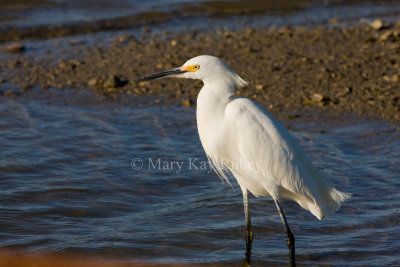 Snowy Egret _I9I6966.jpg