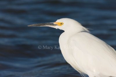 Snowy Egret _I9I6985.jpg