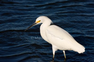 Snowy Egret _I9I7005.jpg