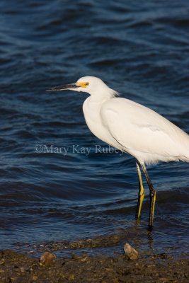 Snowy Egret _I9I7011.jpg