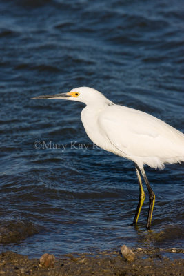 Snowy Egret _I9I7013.jpg