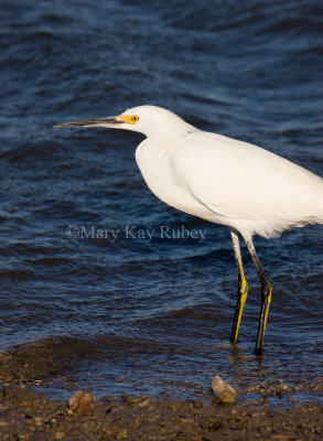 Snowy Egret _I9I7015.jpg