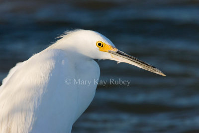 Snowy Egret _I9I7094.jpg