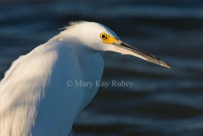 Snowy Egret _I9I7095.jpg