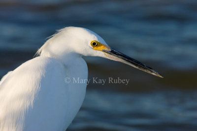 Snowy Egret _I9I7096.jpg