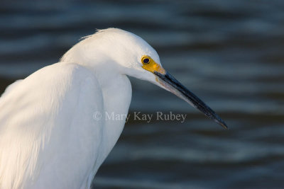 Snowy Egret _I9I7099.jpg