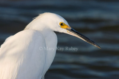 Snowy Egret _I9I7100.jpg