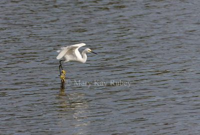 Snowy Egret _I9I7549.jpg