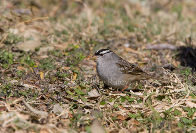 White-crowned Sparrow _11R7275.jpg