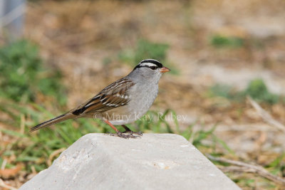 White-crowned Sparrow _11R7384.jpg