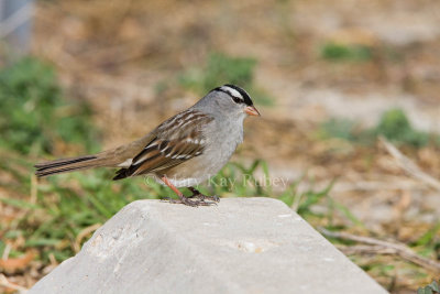 White-crowned Sparrow _11R7385.jpg