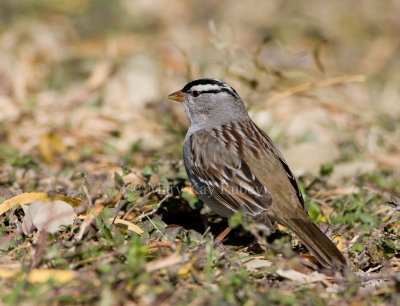 White-crowned Sparrow _I9I8344.jpg