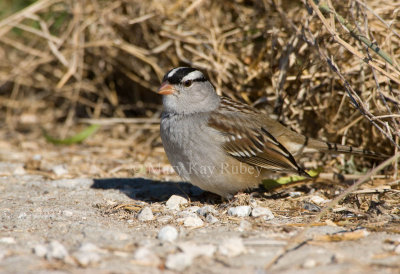 White-crowned Sparrow _I9I8356.jpg