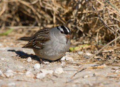 White-crowned Sparrow _I9I8358.jpg