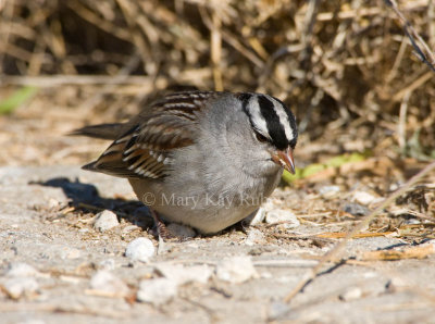 White-crowned Sparrow _I9I8359.jpg