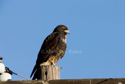 White-tailed Hawk juv _11R6755.jpg