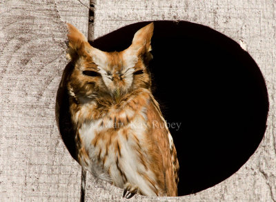 Eastern Screech Owl _11R2603.jpg