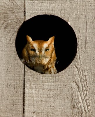 Eastern Screech Owl _I9I9162.jpg