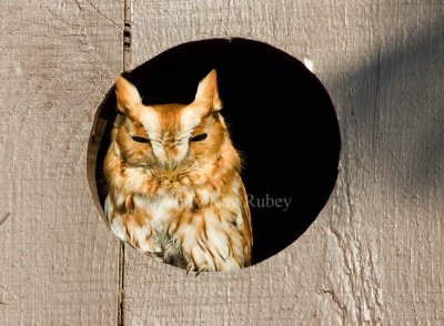 Eastern Screech Owl _I9I9292.jpg