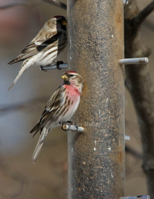 Common Redpoll _I9I8870.jpg