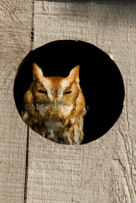 Eastern Screech Owl _I9I9180.jpg