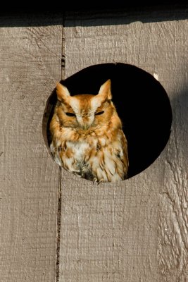 Eastern Screech Owl _I9I9297.jpg