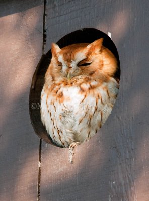 Eastern Screech Owl _I9I9533.jpg