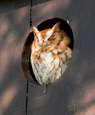 Eastern Screech Owl _I9I9537.jpg