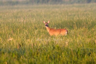 White-tailed Deer in Marsh _S9S8043.jpg